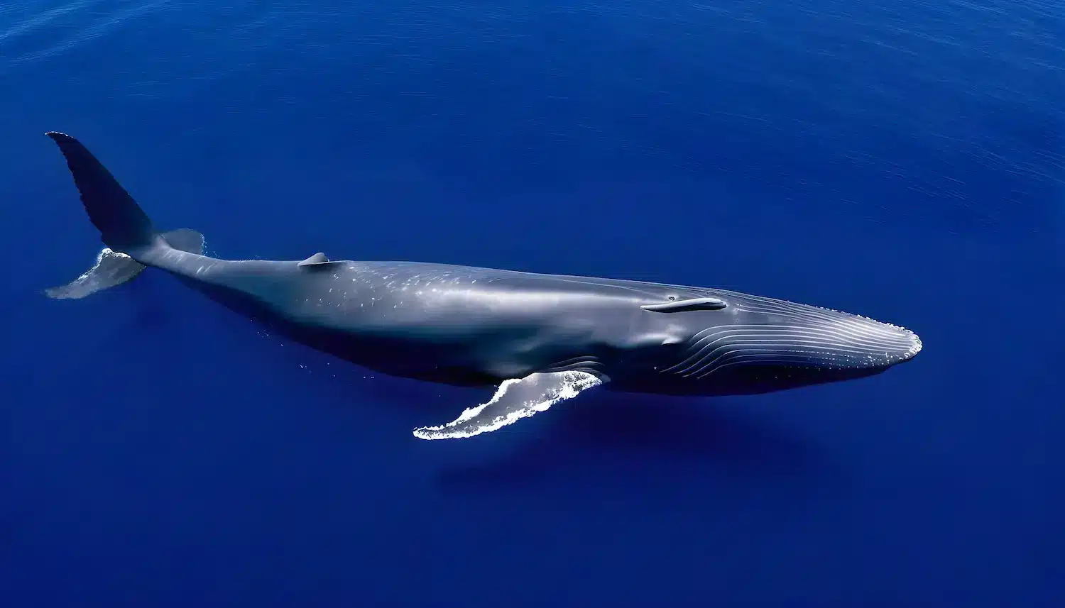 All About the Blue Whale (Balaenoptera musculus)