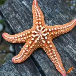 Exploring Fascinating World of Starfish