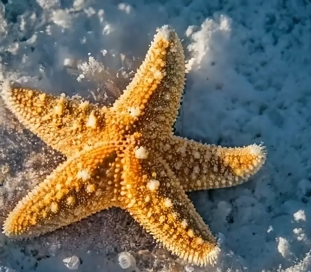 Exploring Fascinating World of Starfish